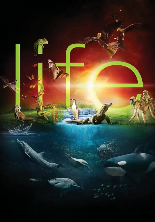 Poster phim Cuộc Sống Hoang Dã trên Xem Phim Fun