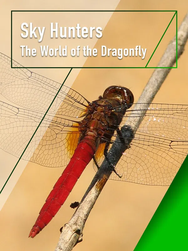 Xem Phim Sky Hunters - The World of Dragonfly Vietsub HD Online
